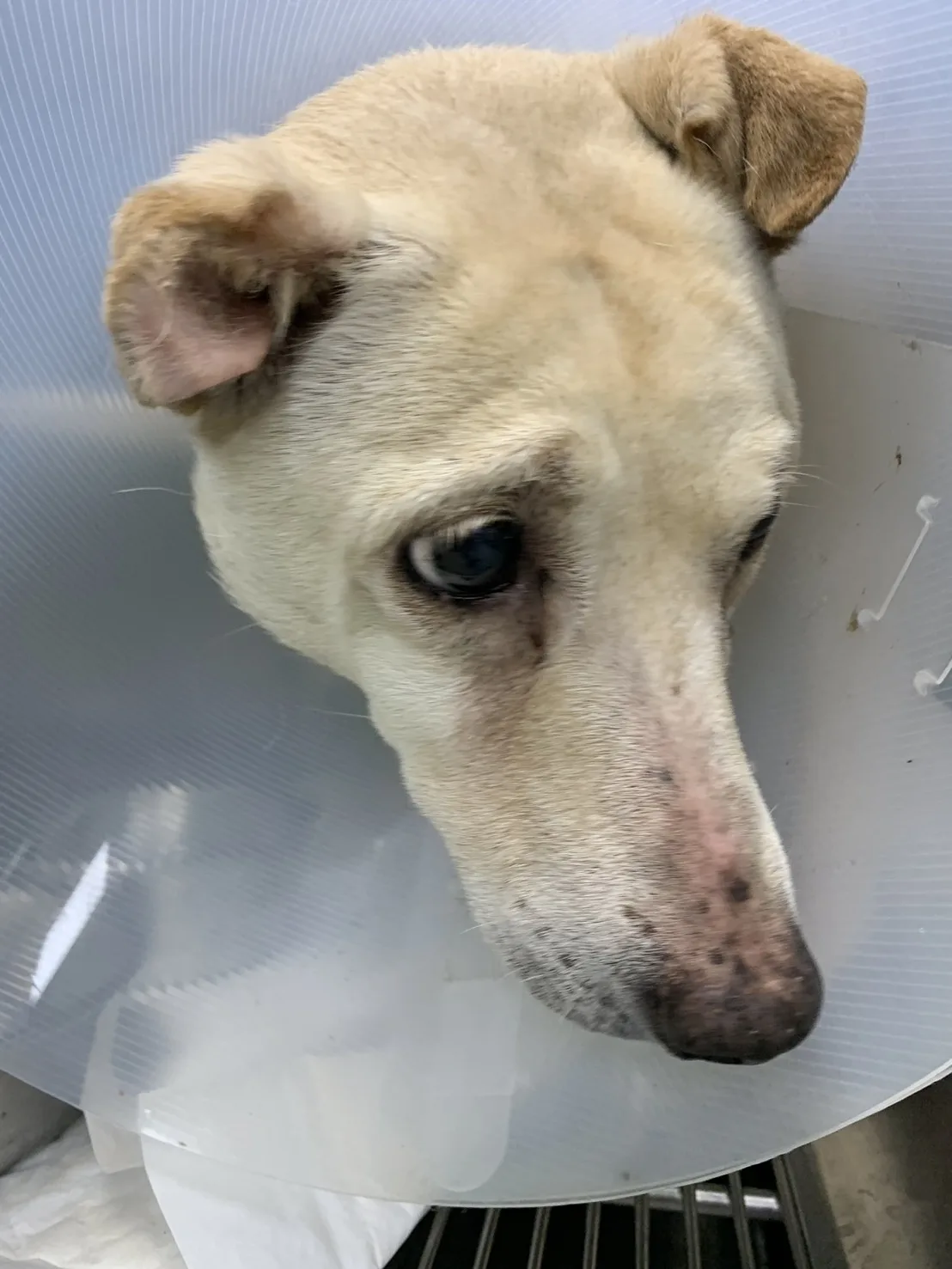 混種犬