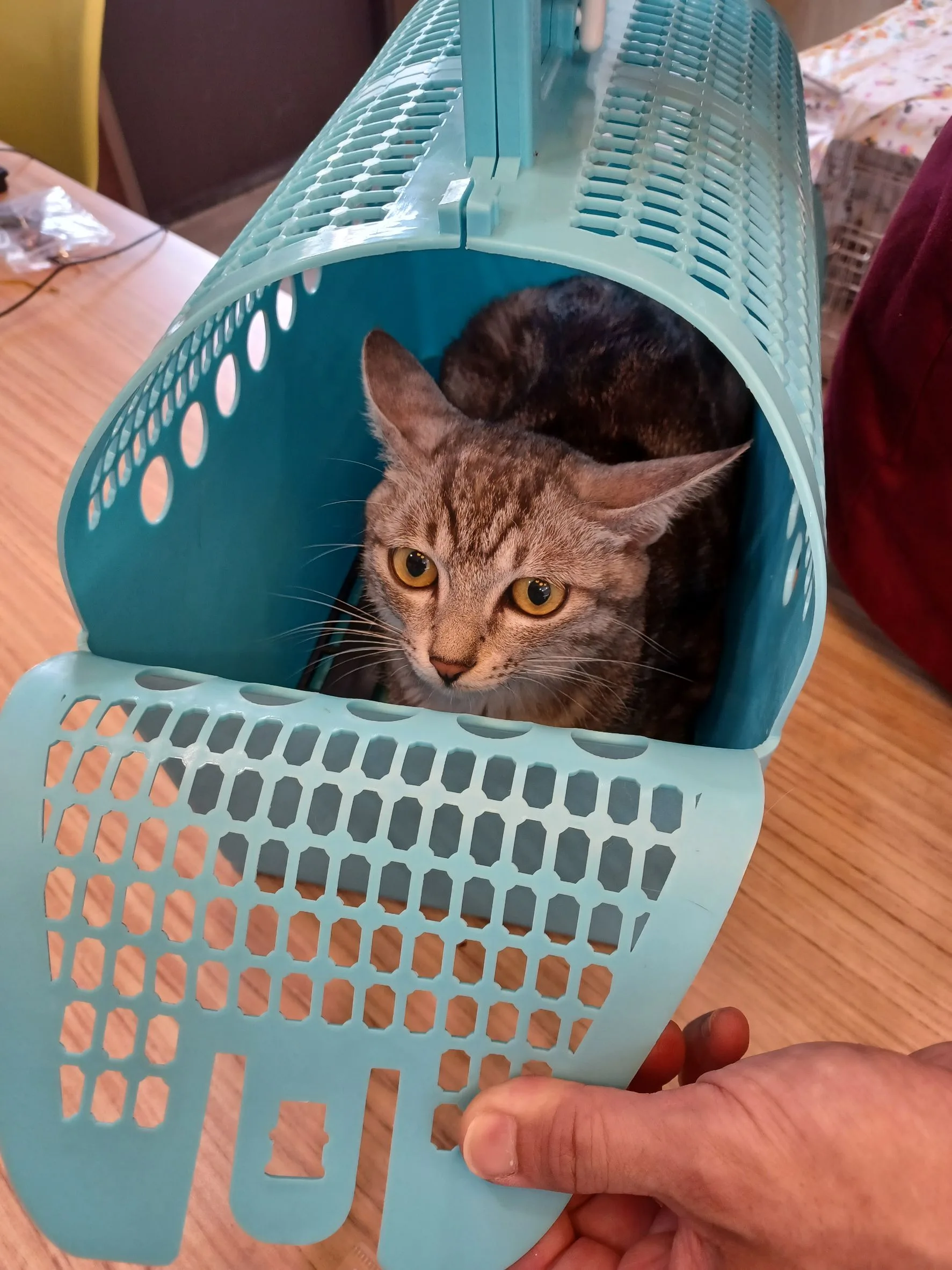 混種貓