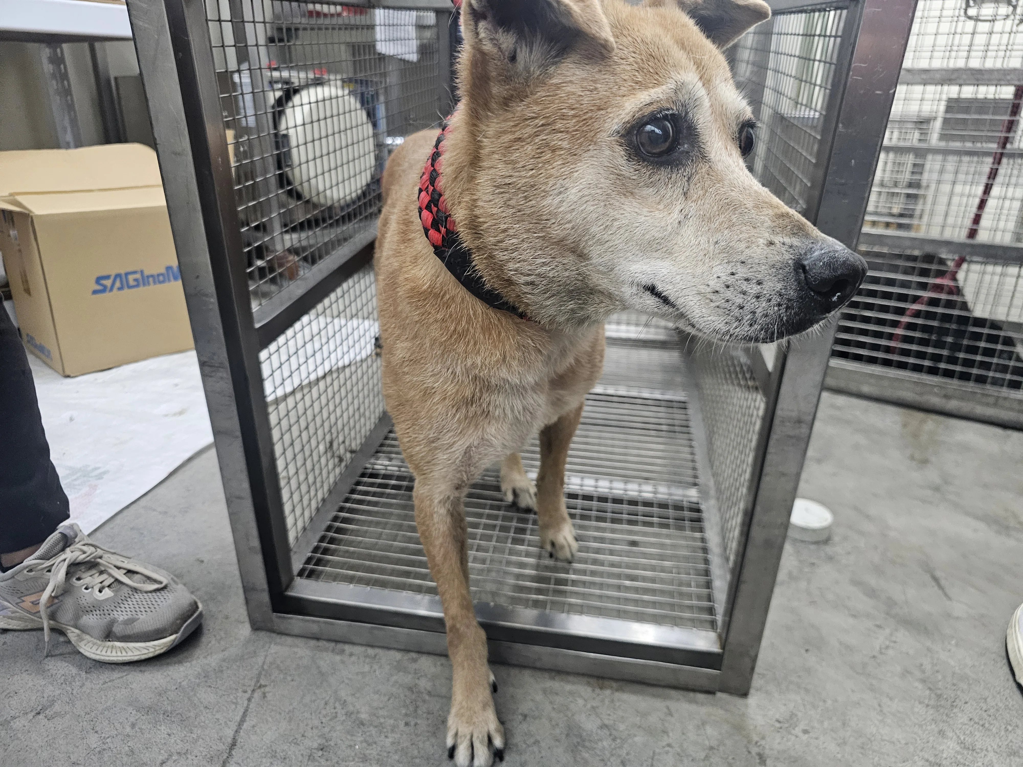 混種犬