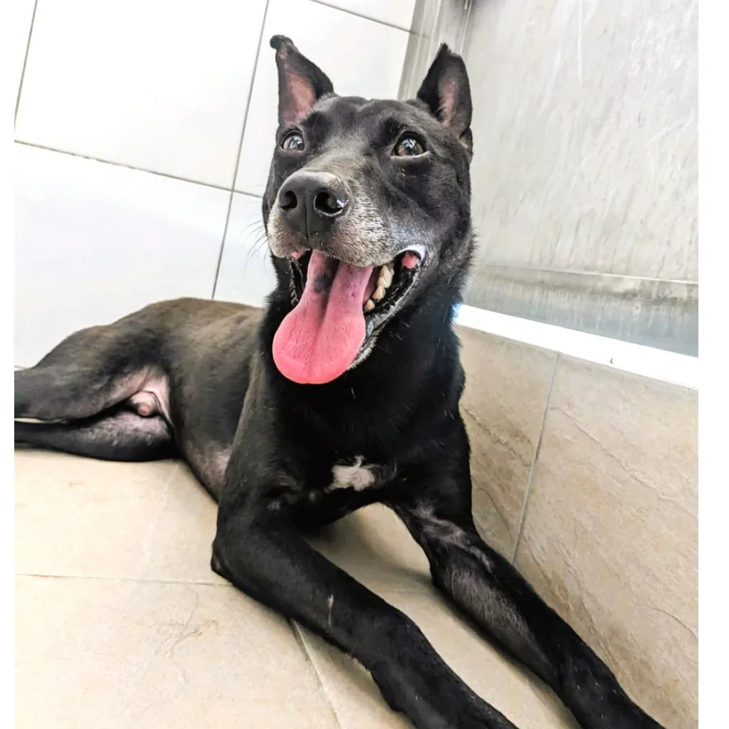 混種犬
