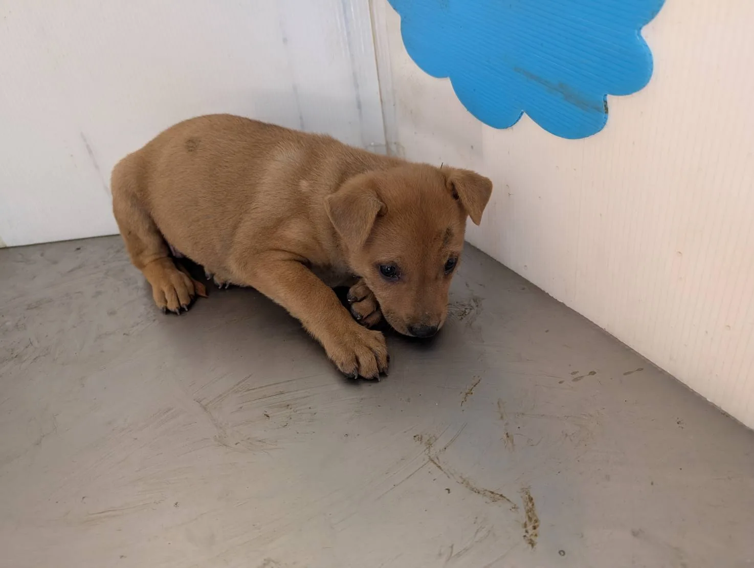 混種犬