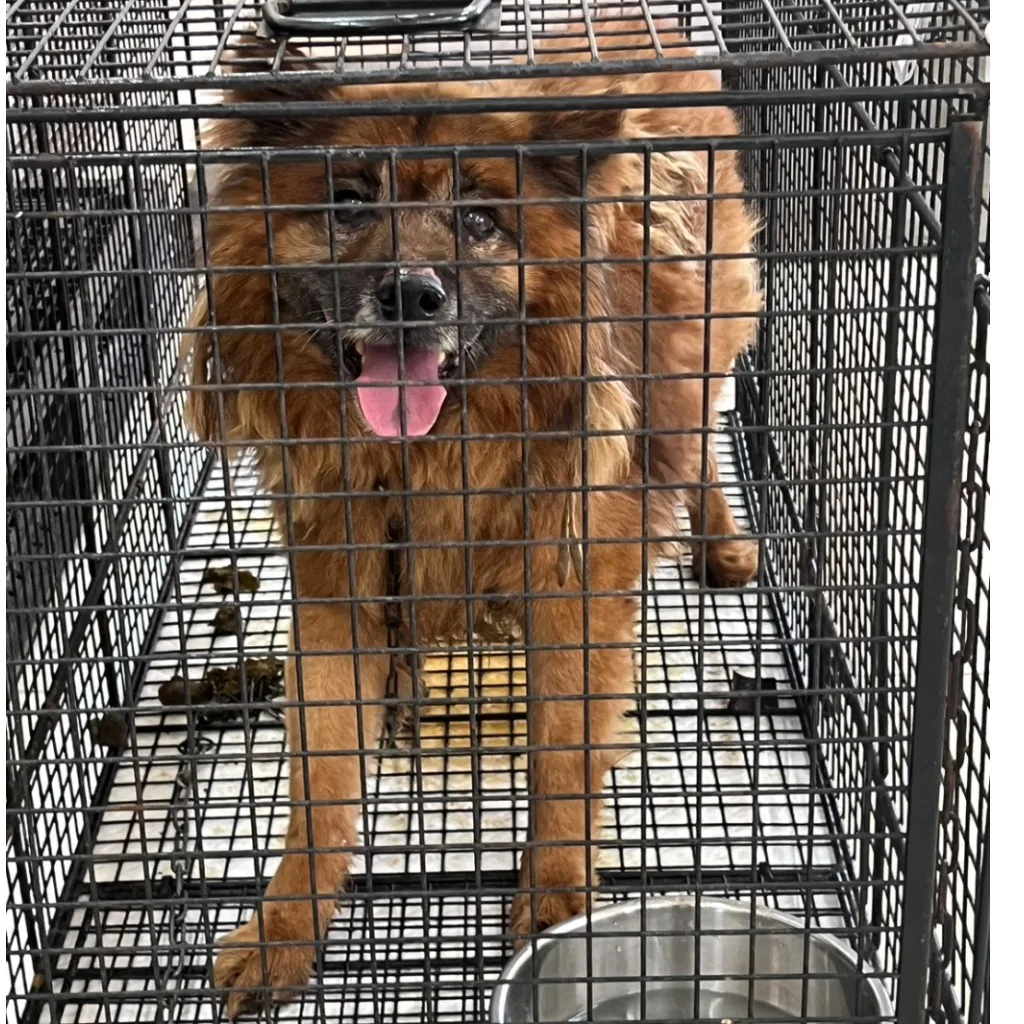 混種犬