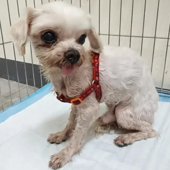 瑪爾濟斯犬