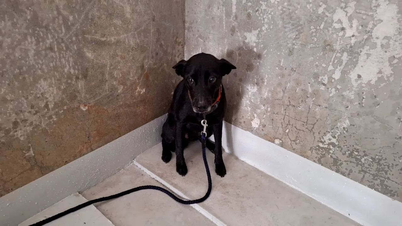 混種犬