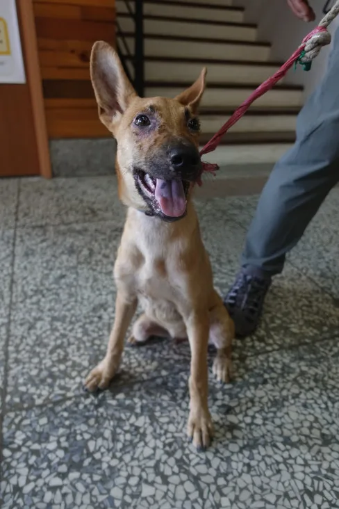 混種犬