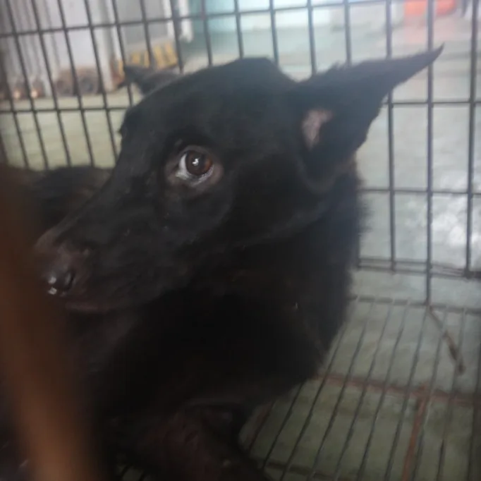 混種犬