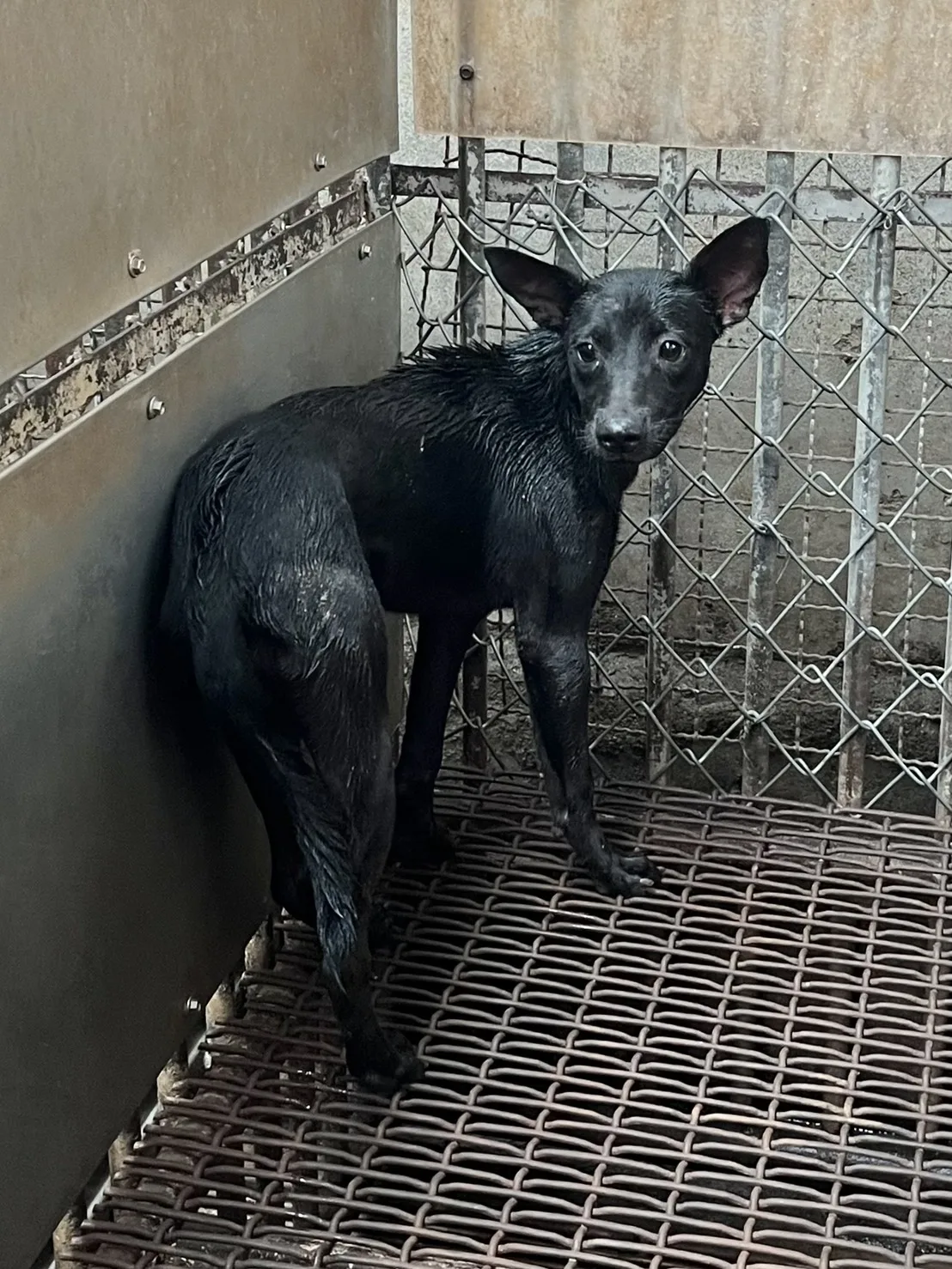 混種犬