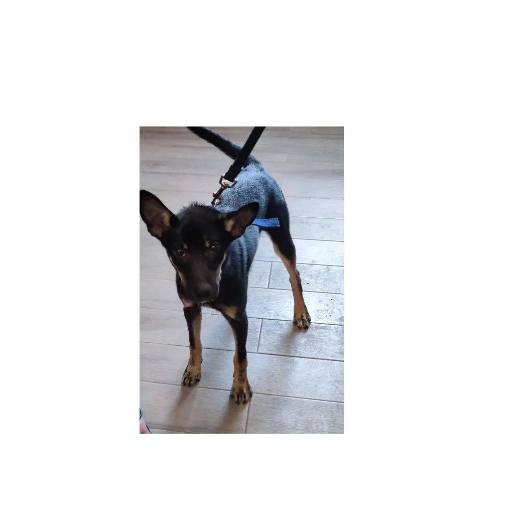 混種犬