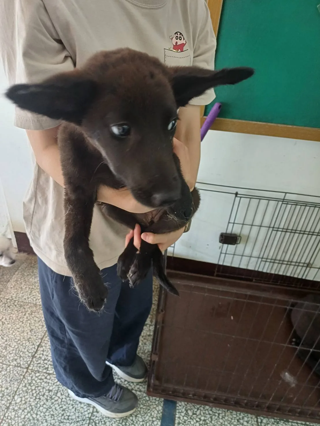 混種犬