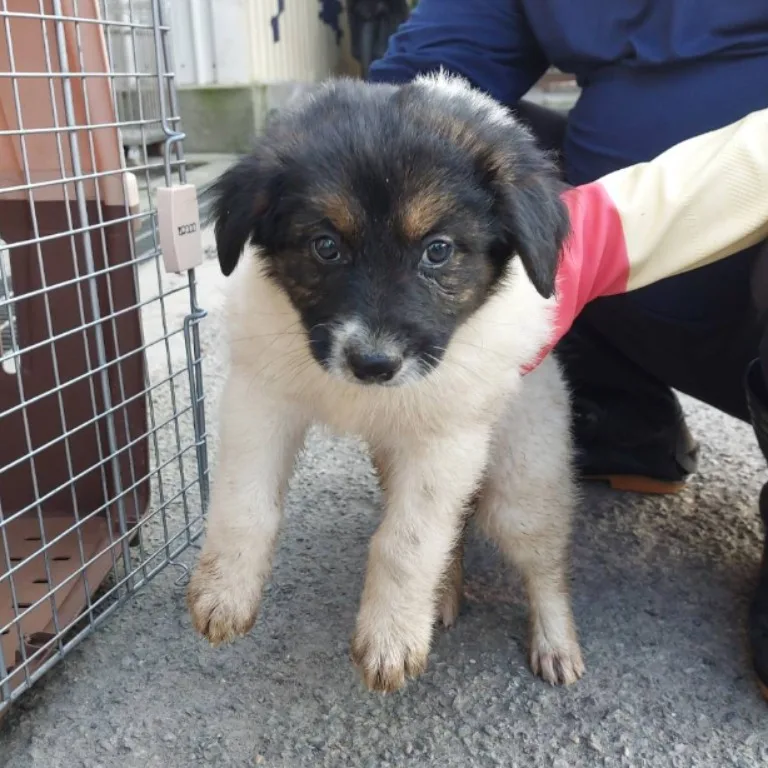 混種犬