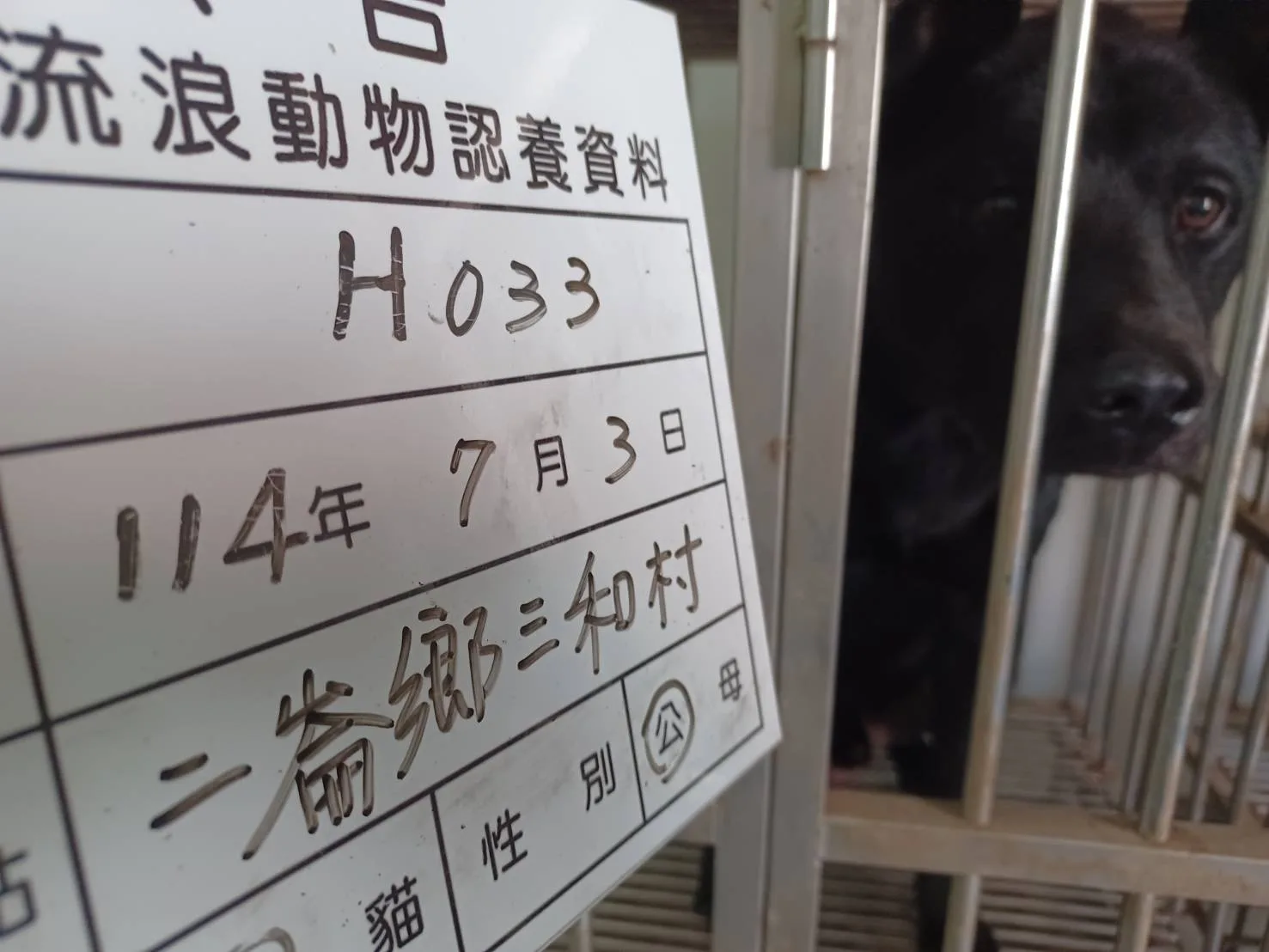 混種犬