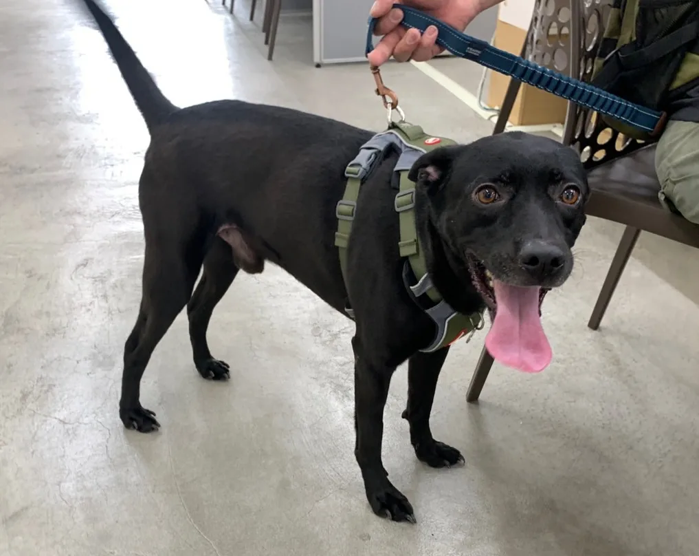 混種犬