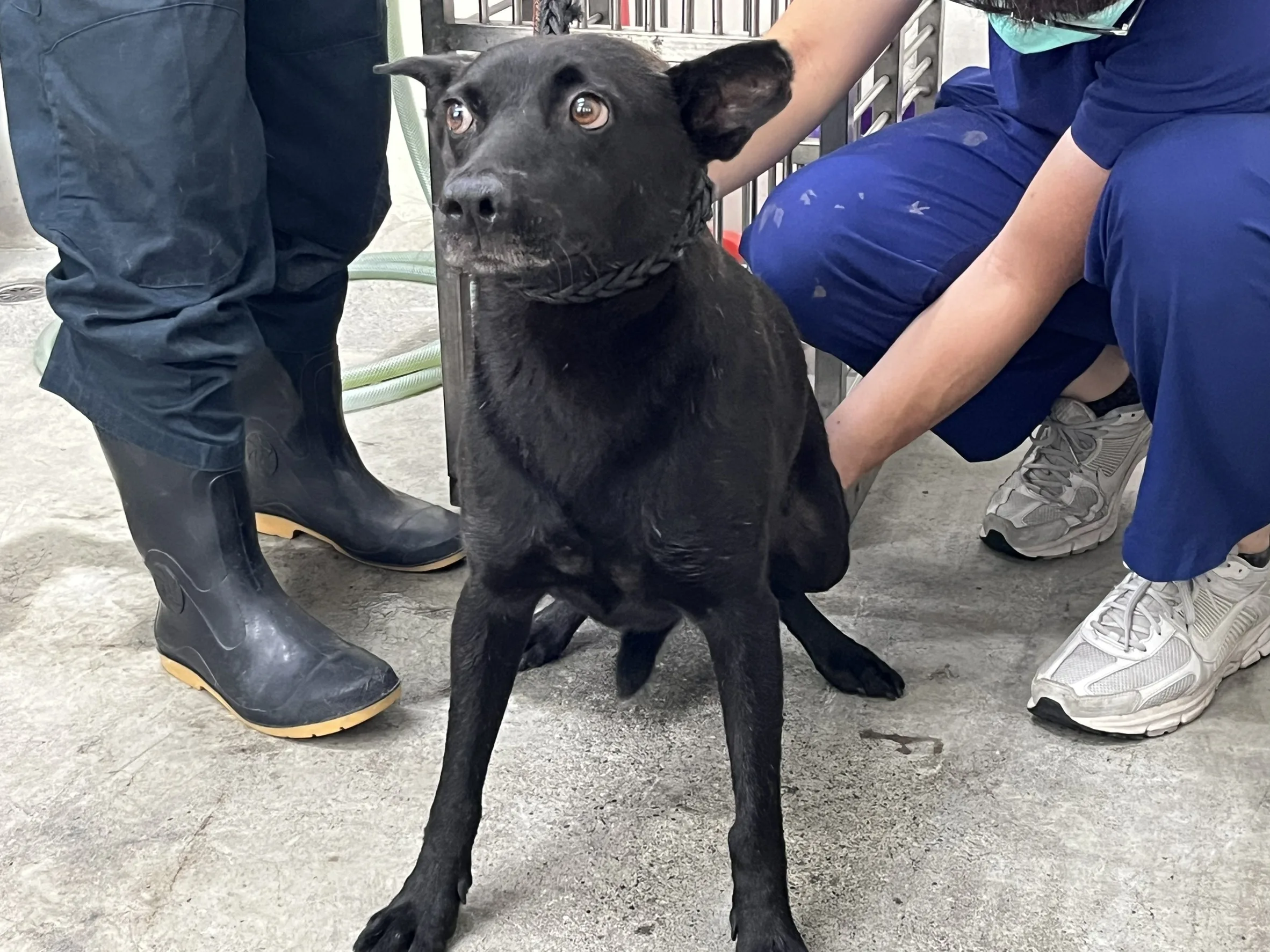 混種犬