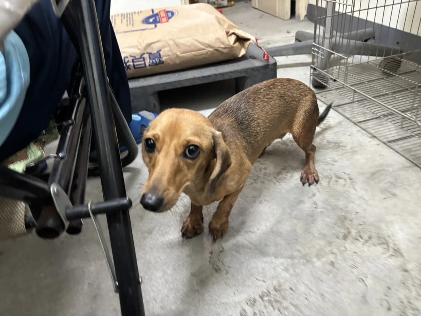 臘腸犬