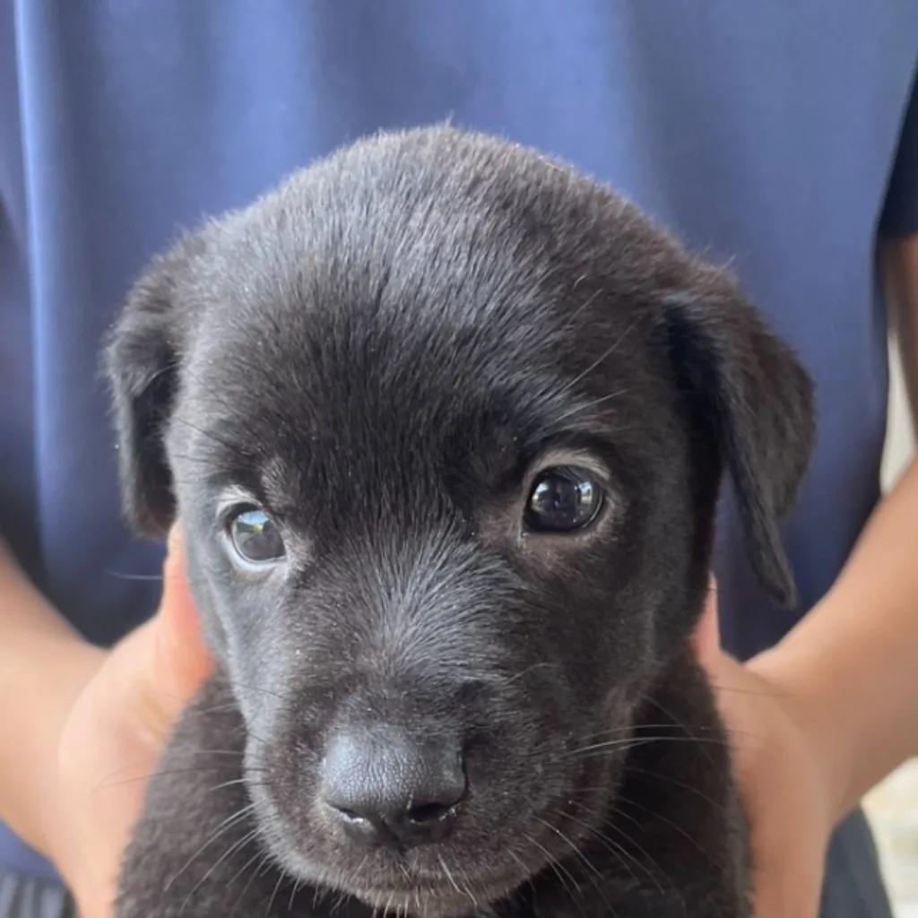 混種犬