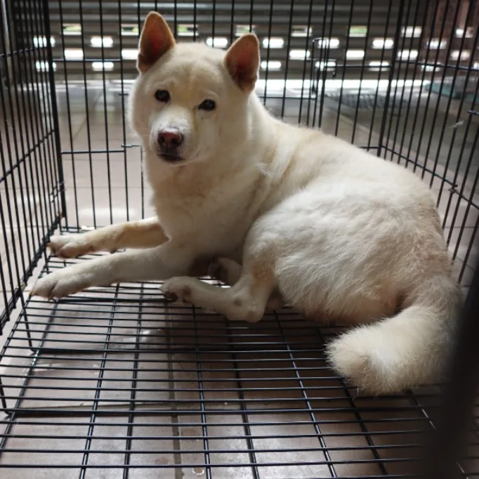 柴犬
