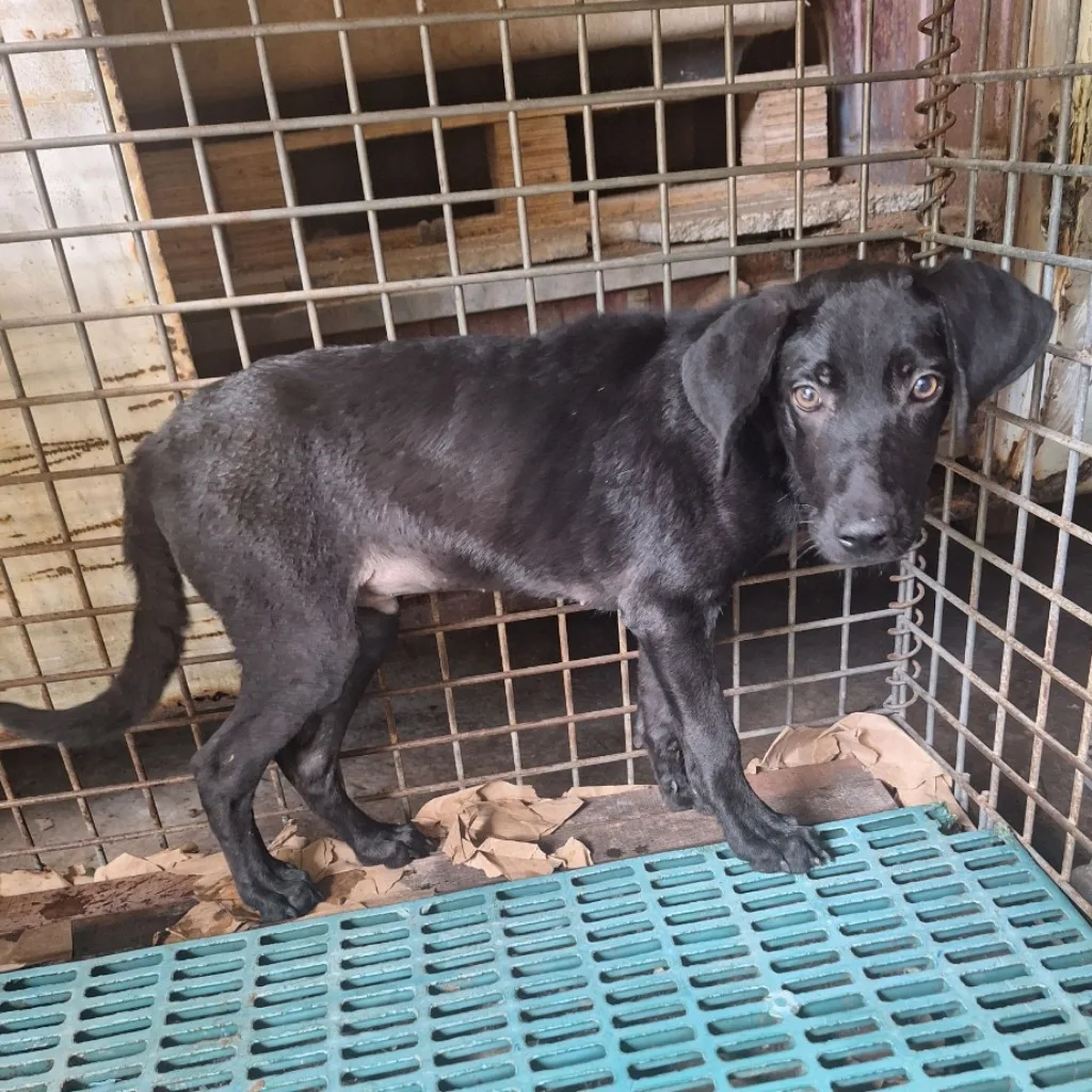 混種犬