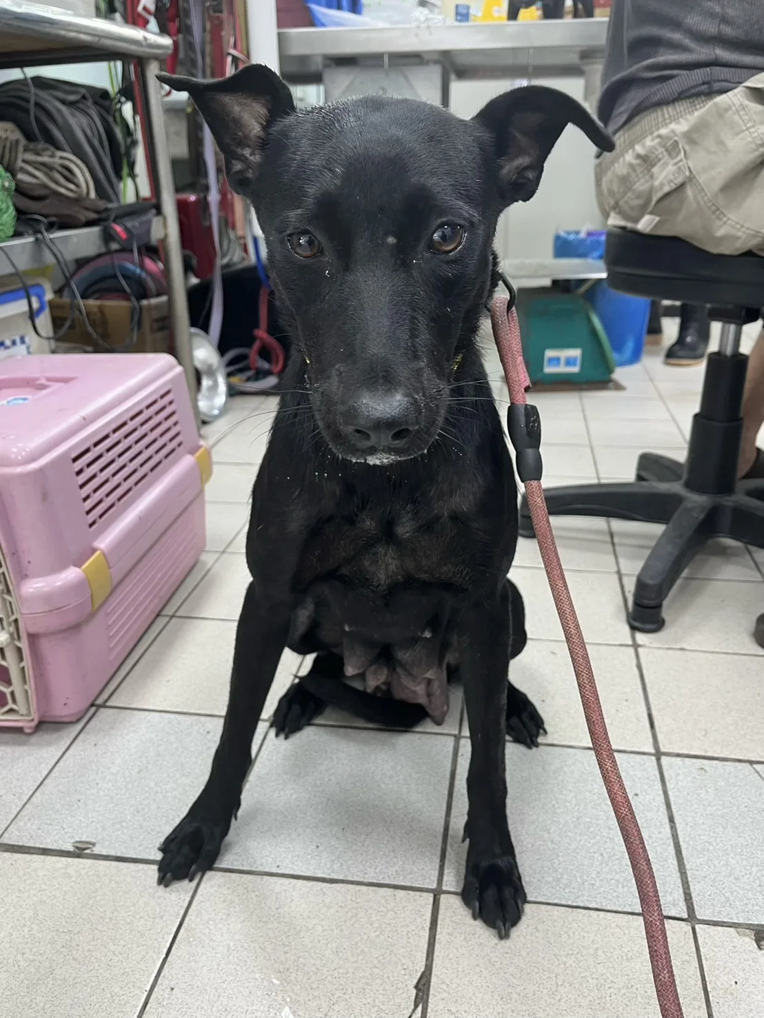 混種犬