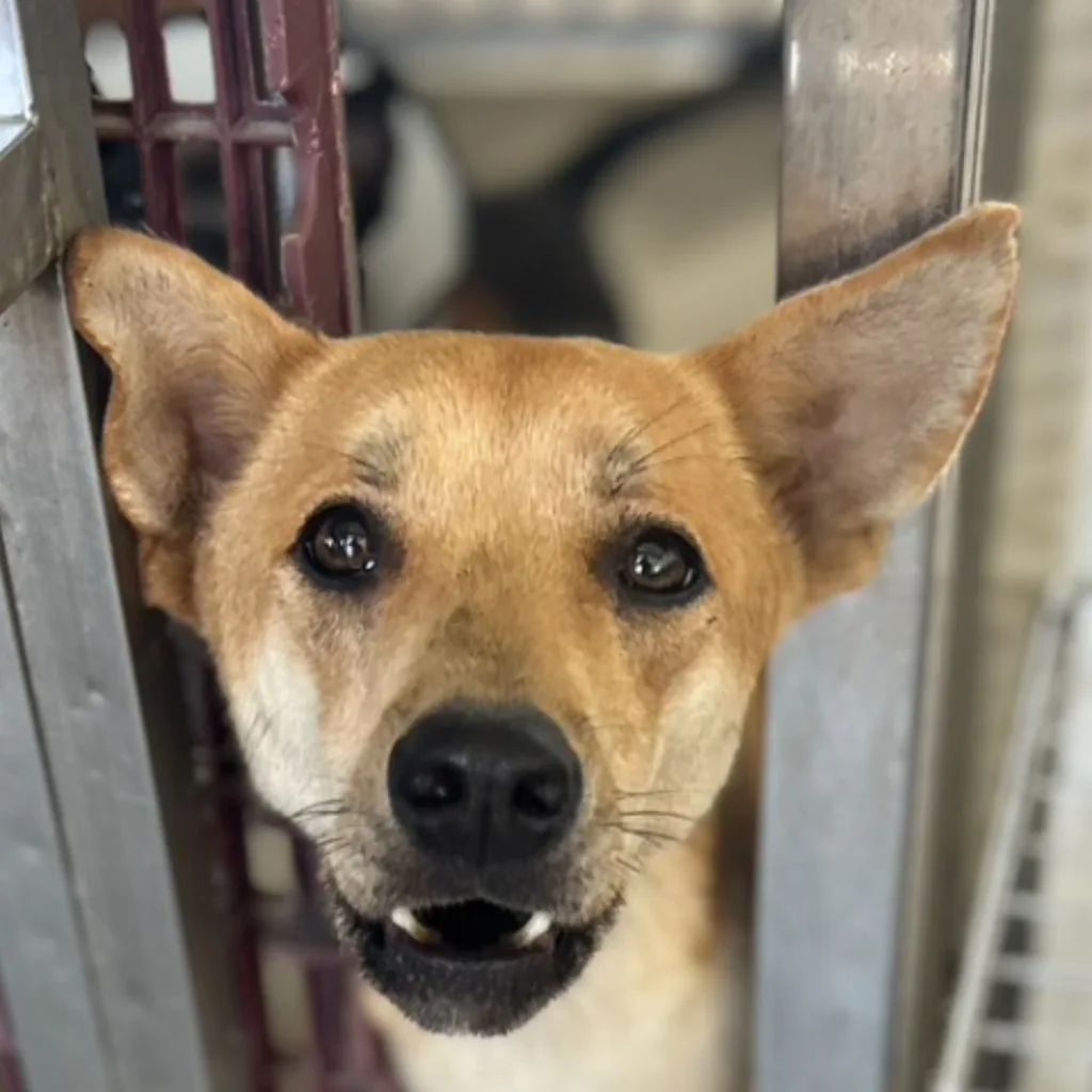 混種犬