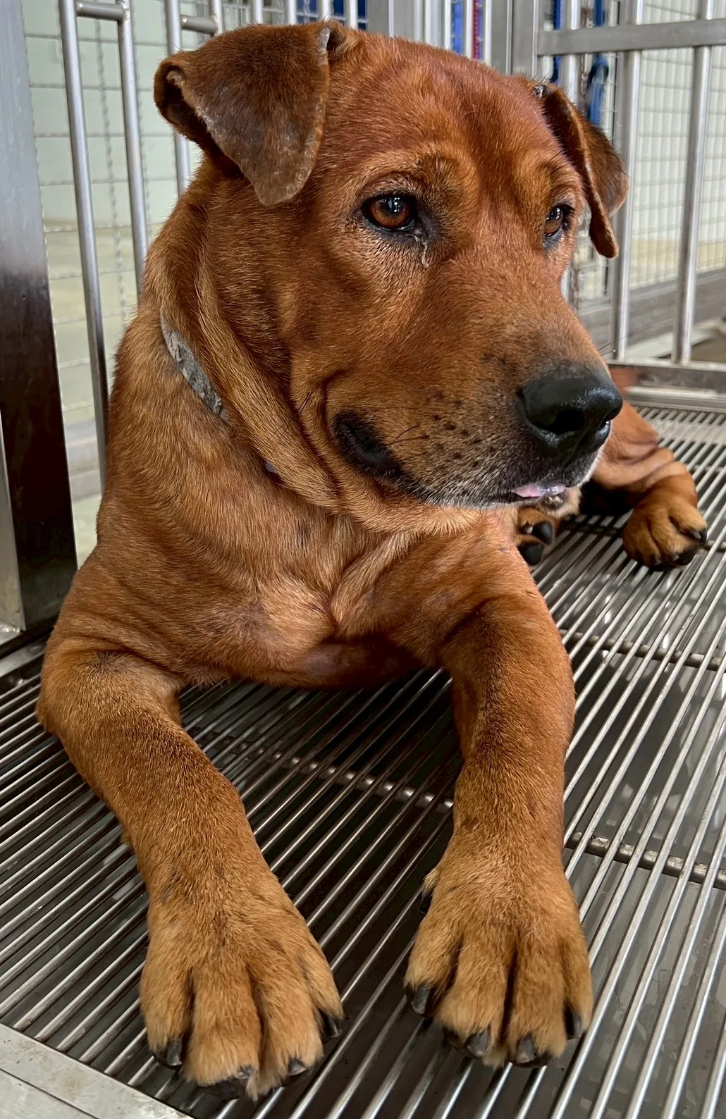 混種犬