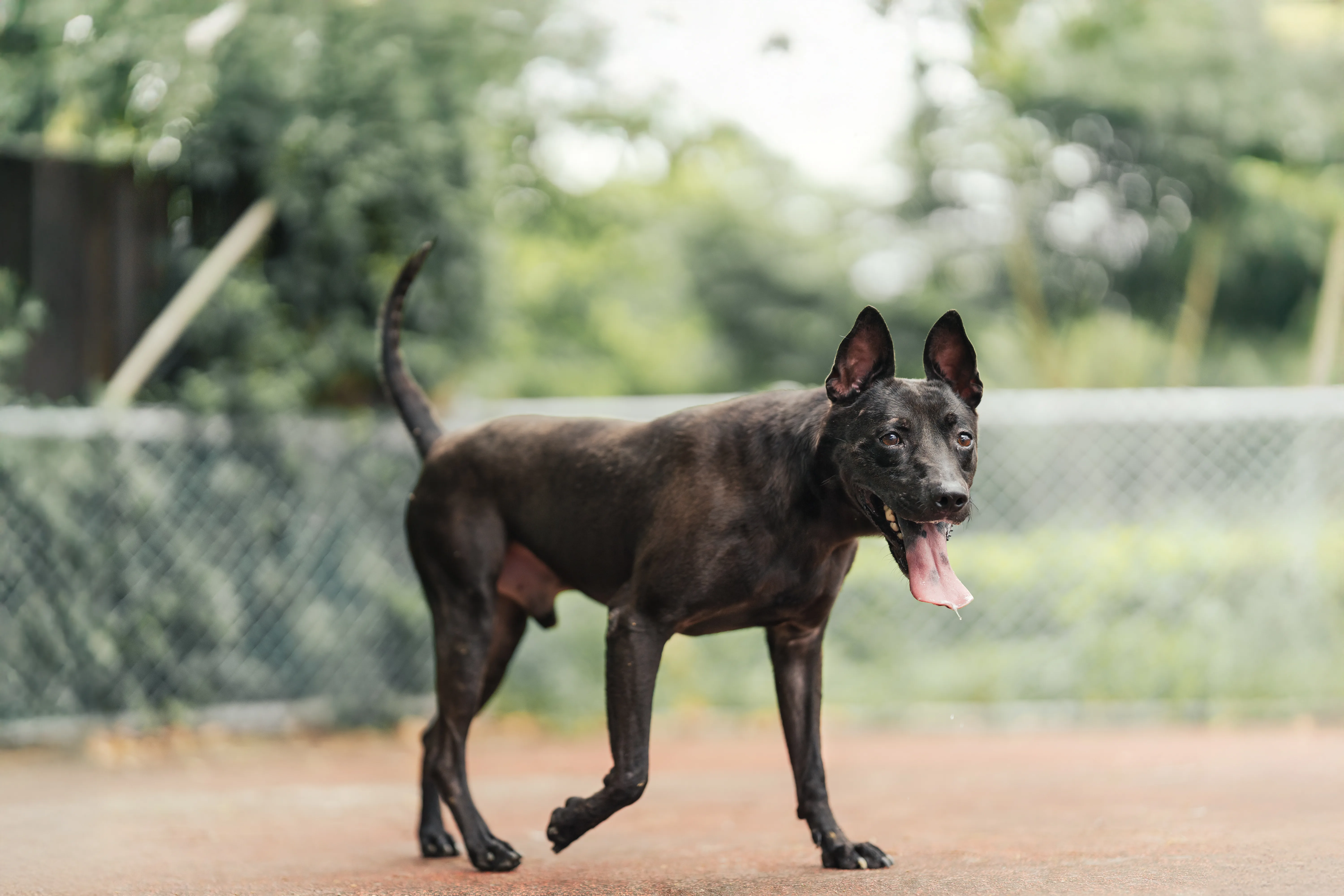 混種犬