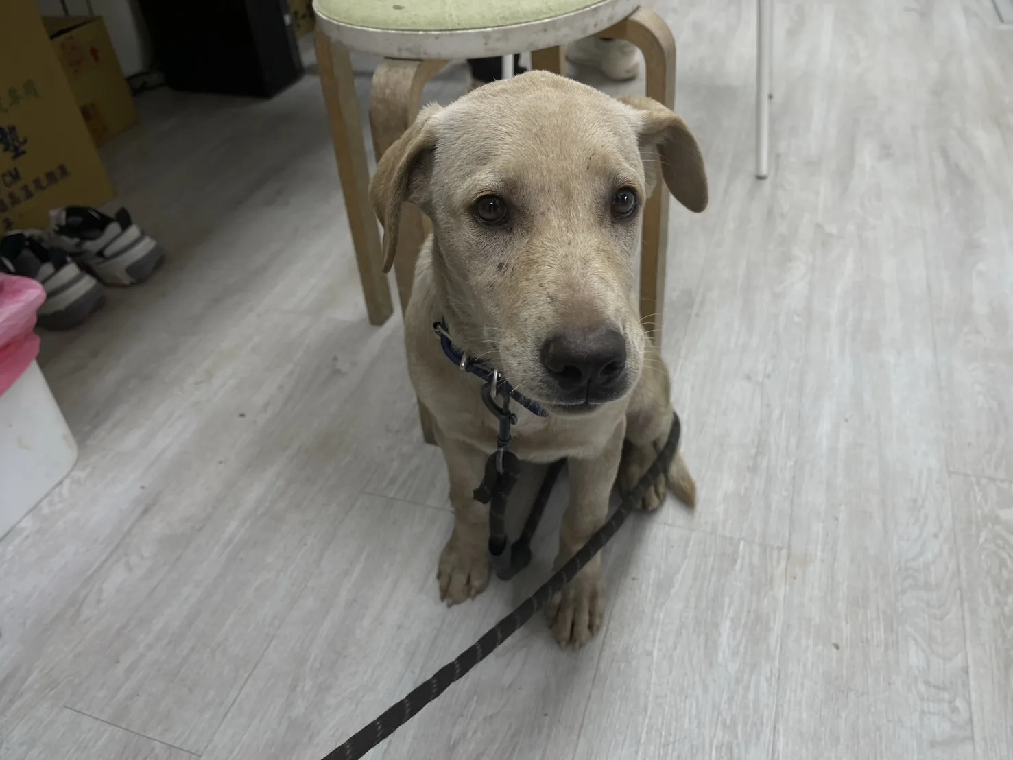 混種犬