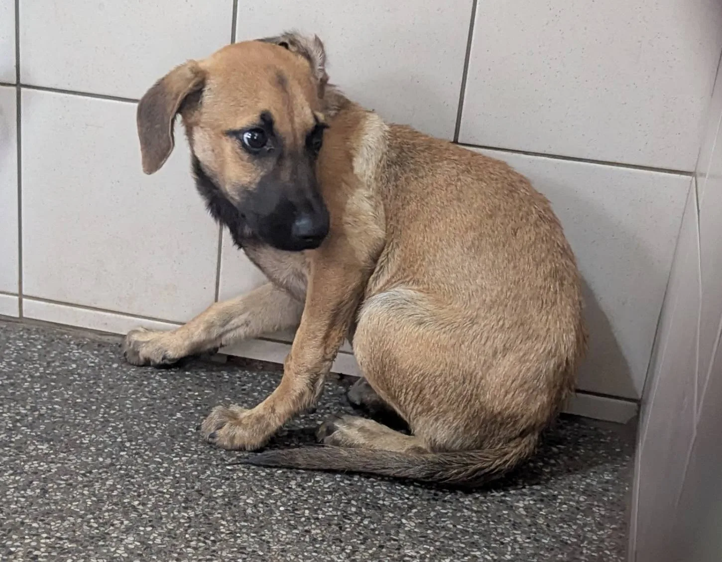 混種犬