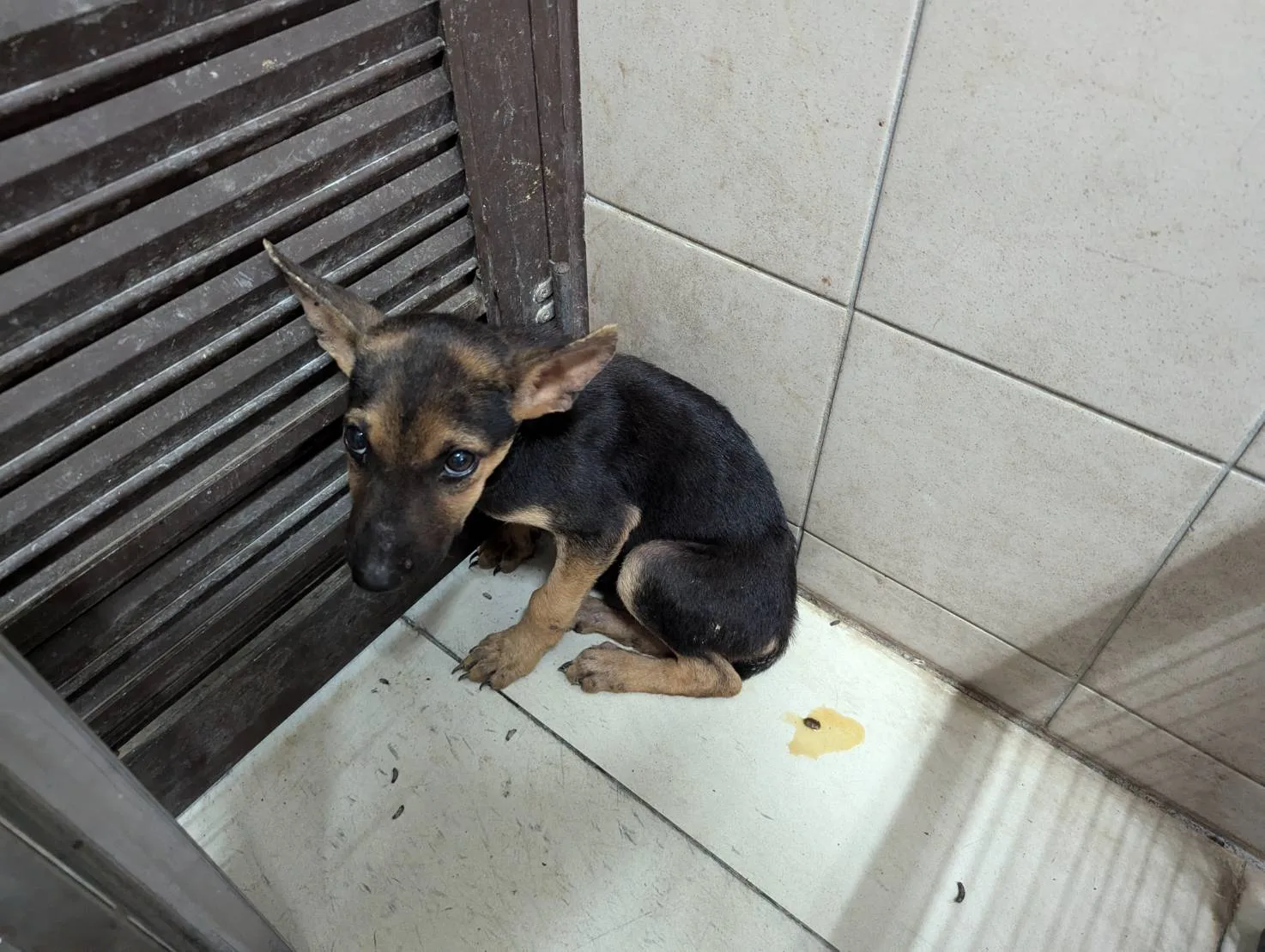 混種犬