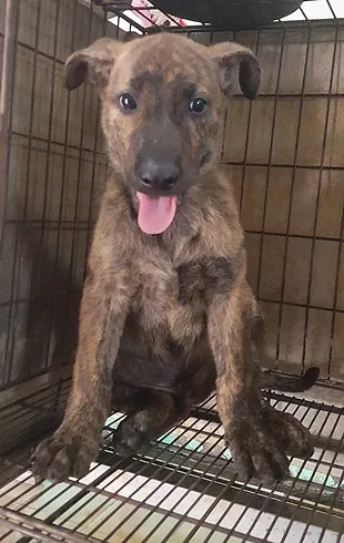 混種犬