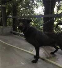 混種犬