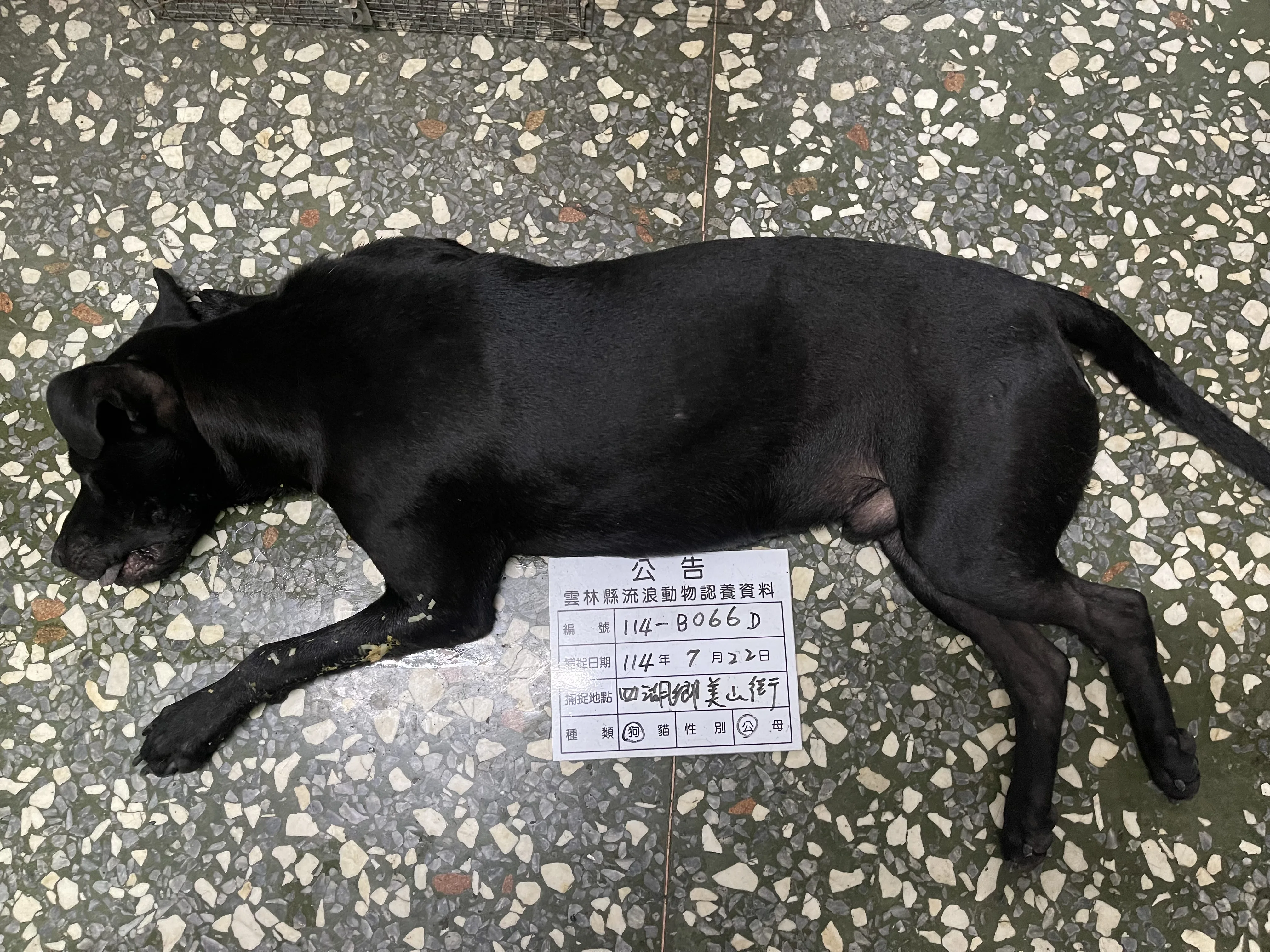 混種犬