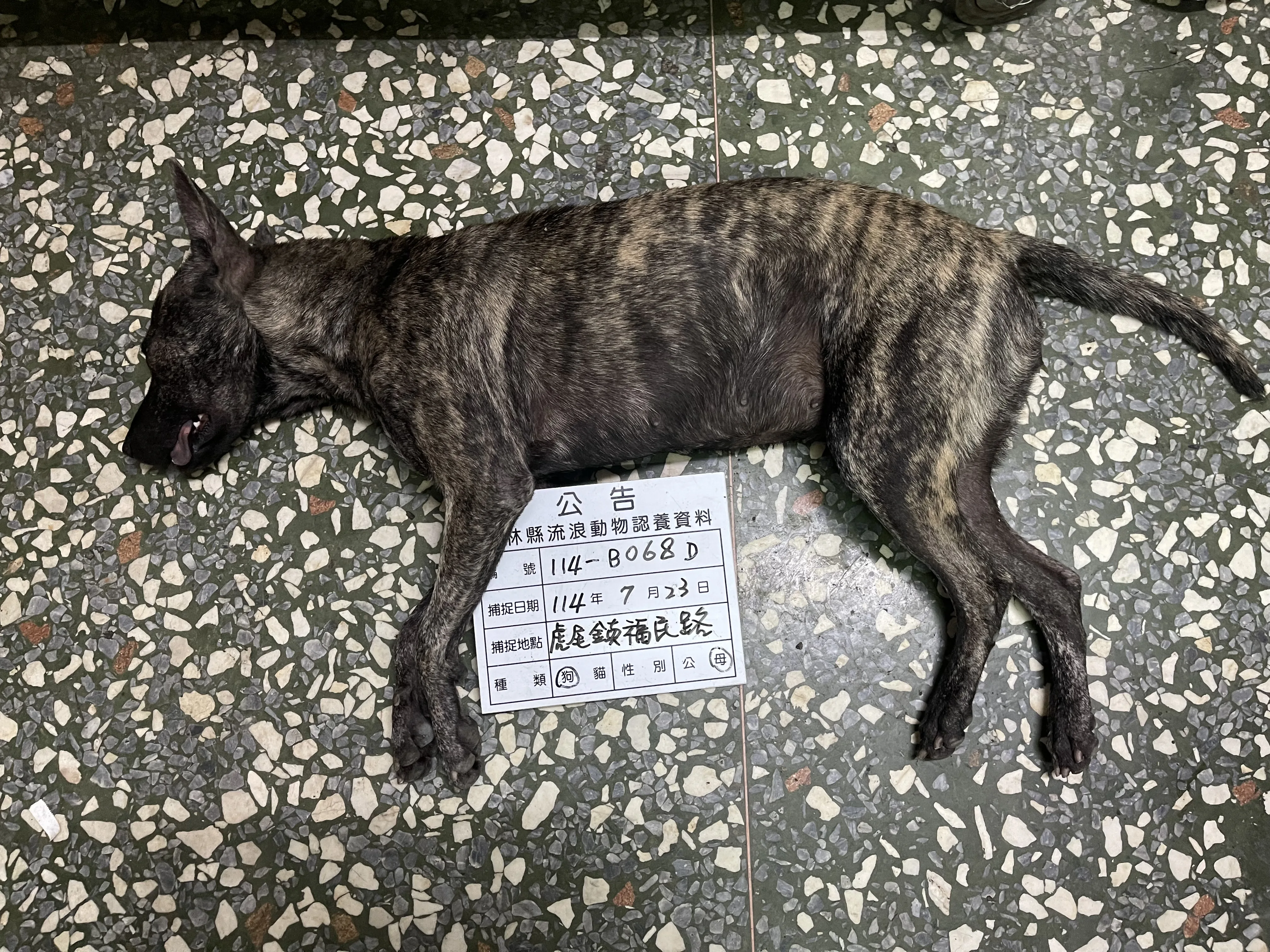 混種犬