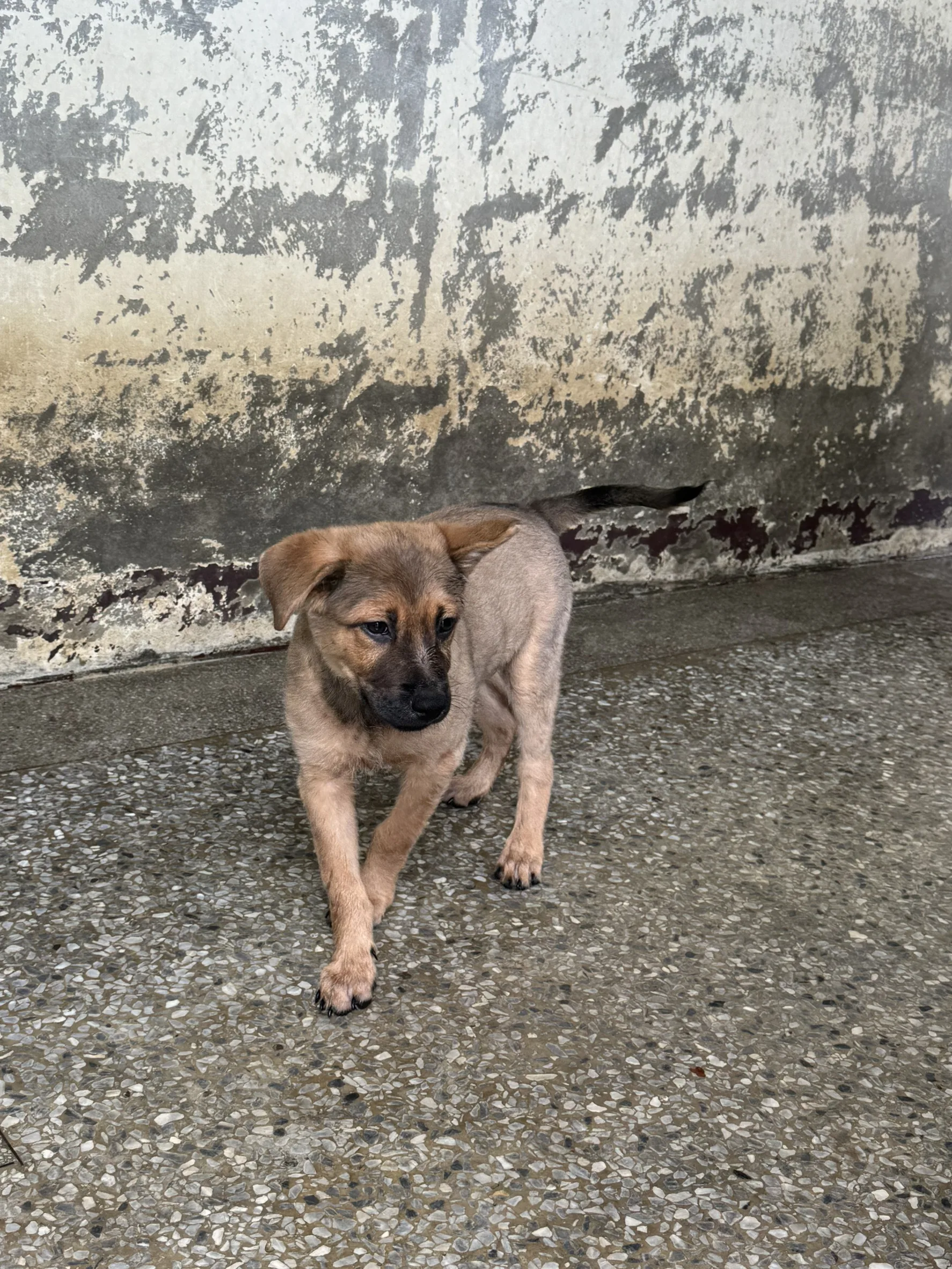 混種犬
