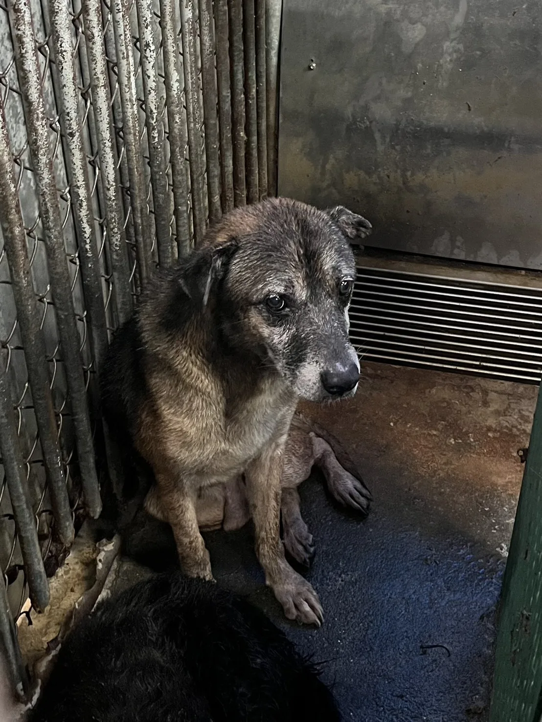 混種犬