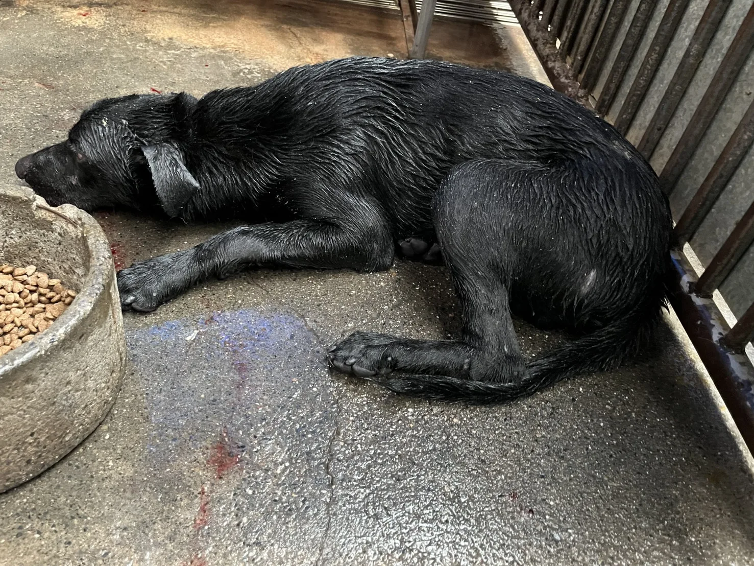混種犬
