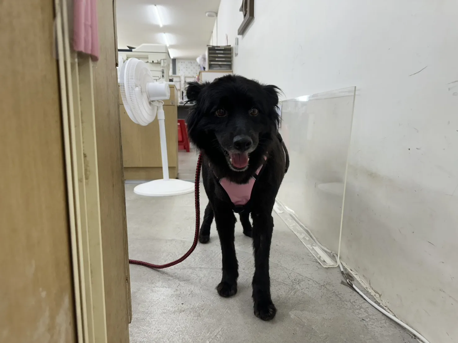 混種犬