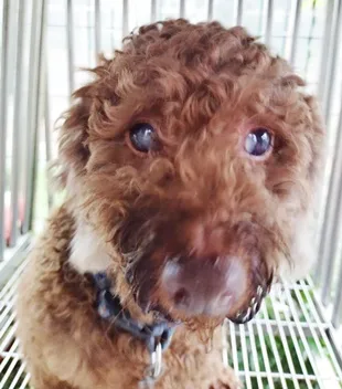 貴賓犬