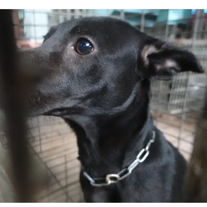 混種犬