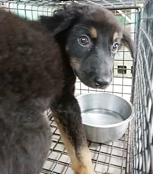 混種犬