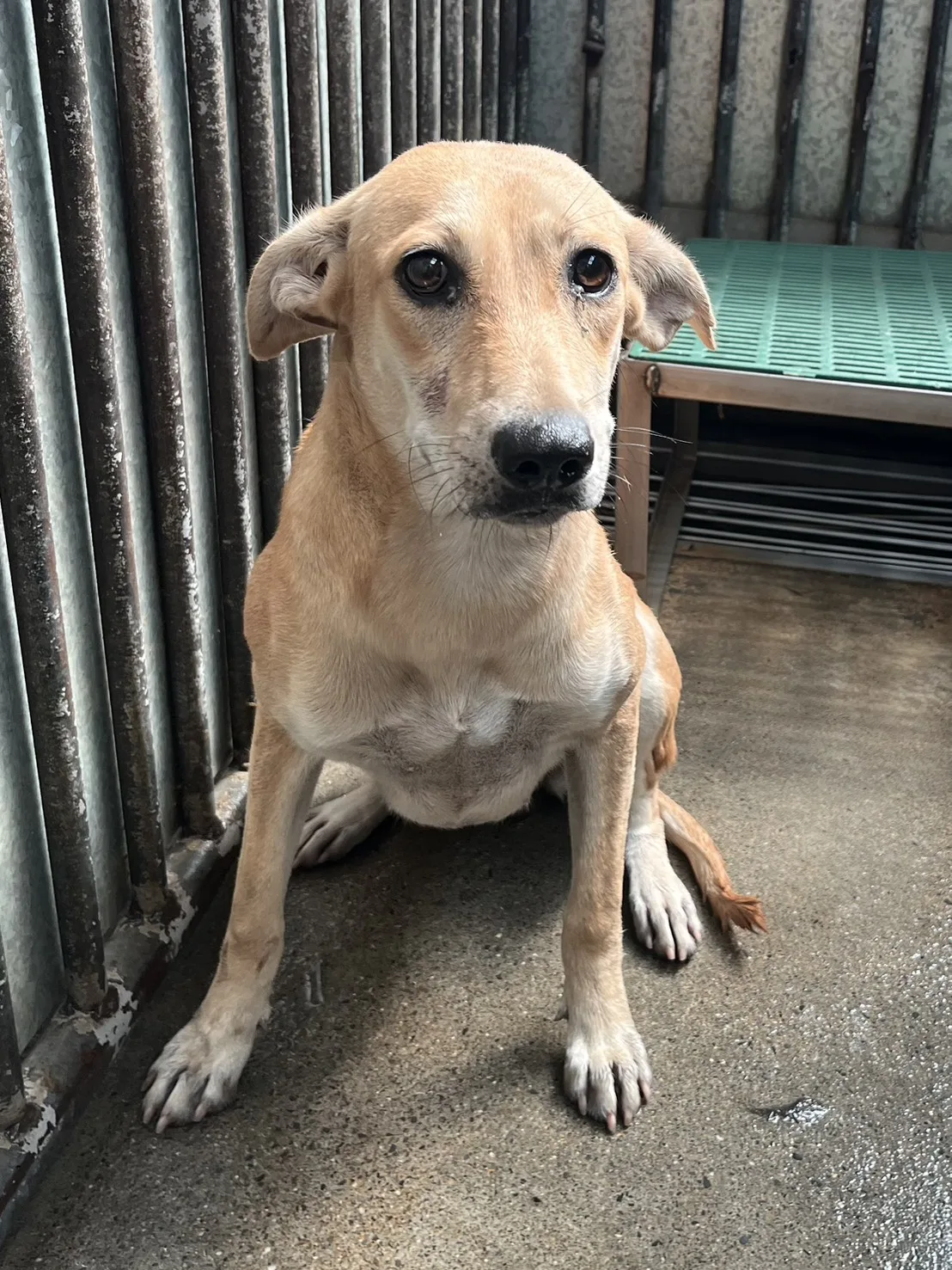 混種犬