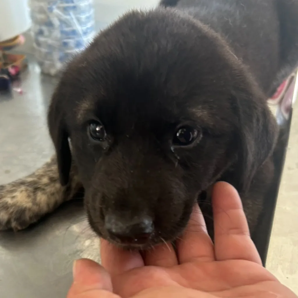 混種犬