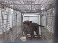 混種犬