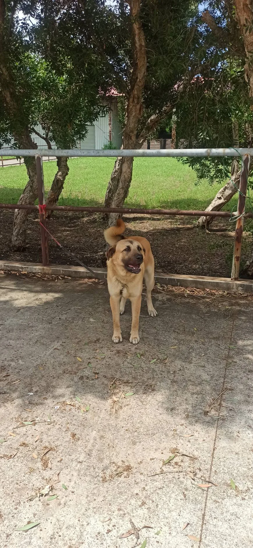 混種犬