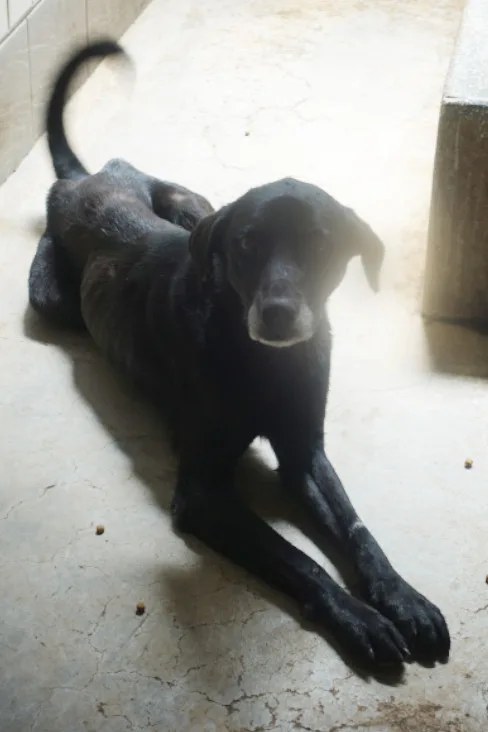 混種犬