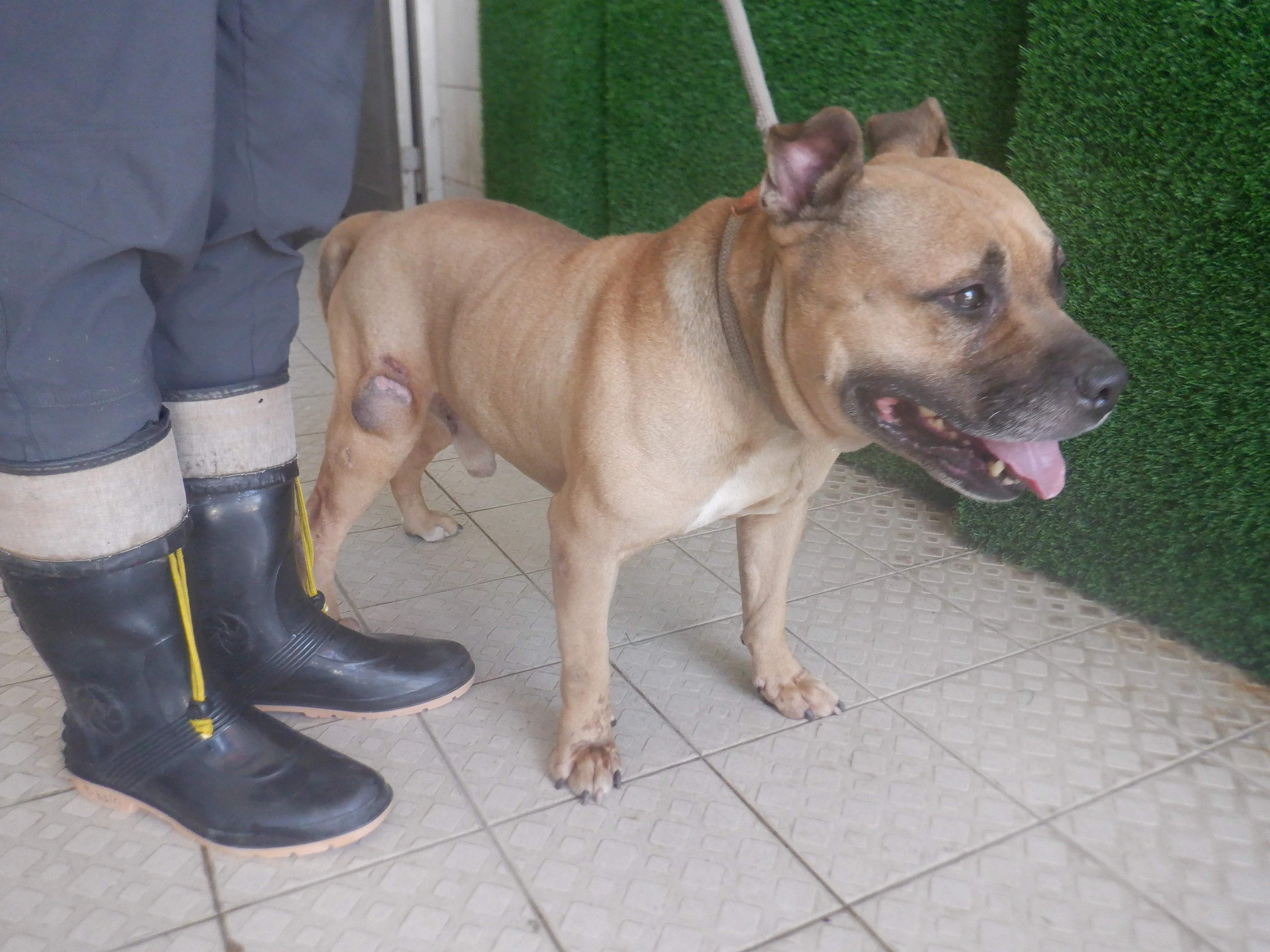 美國惡霸犬
