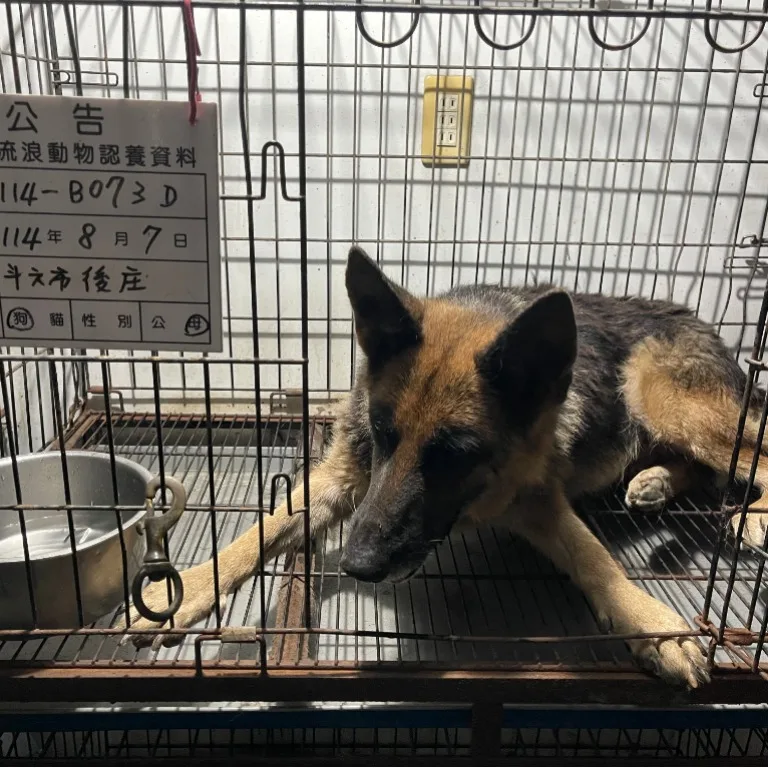 混種犬