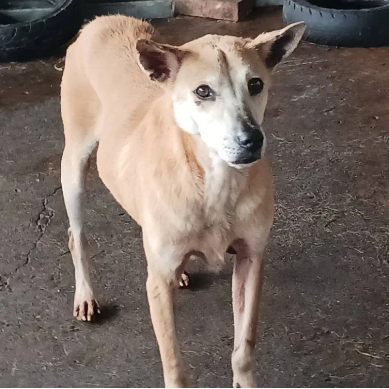 混種犬