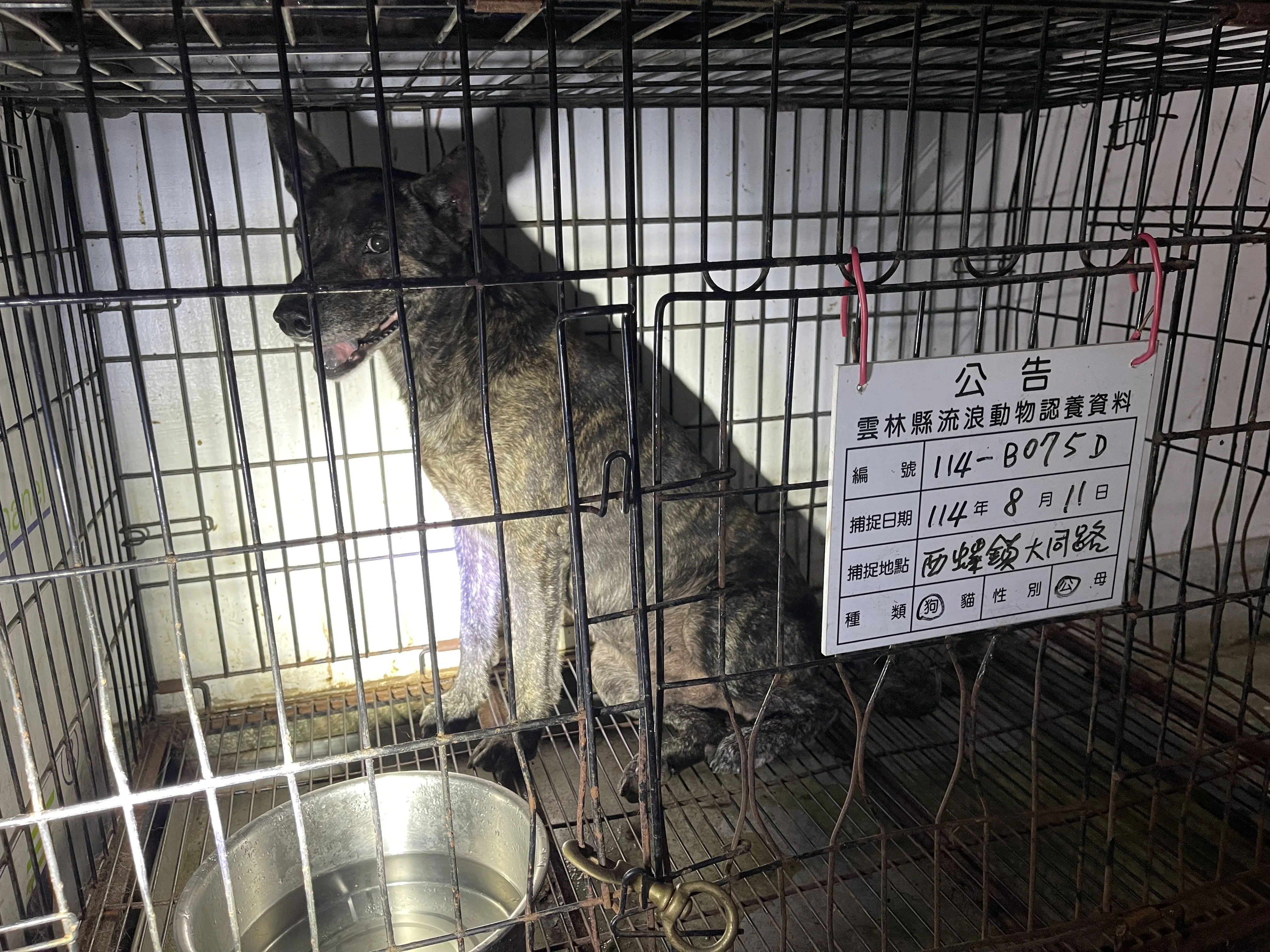 混種犬