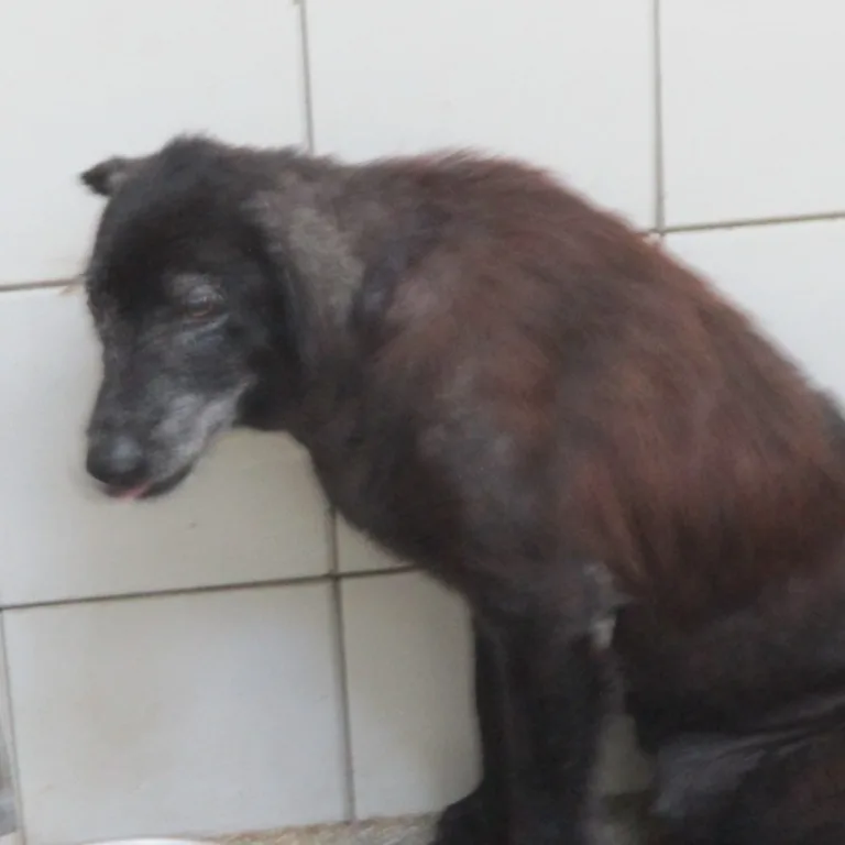 混種犬