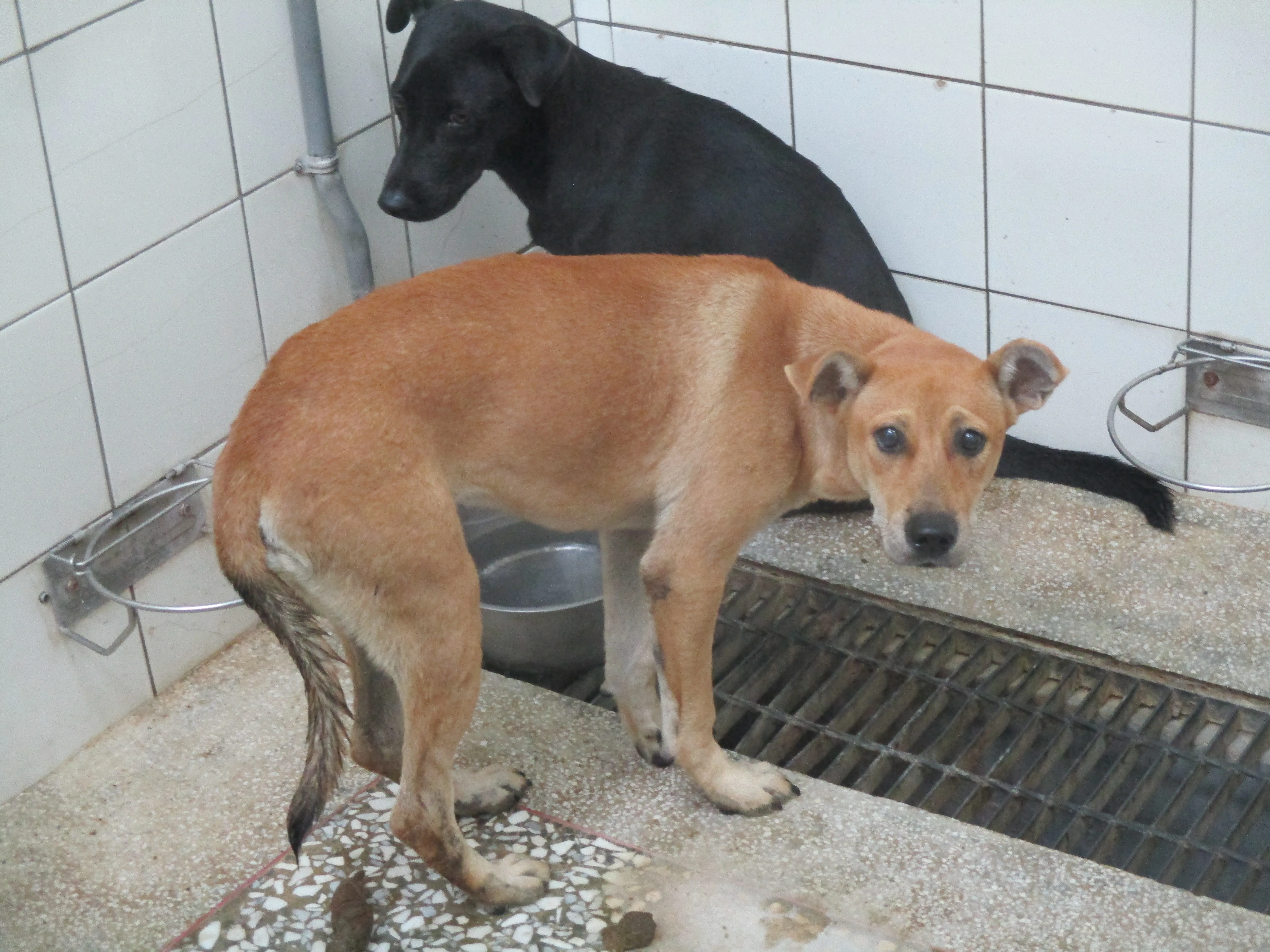 混種犬